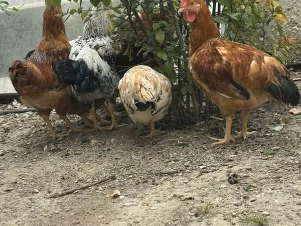Chickens