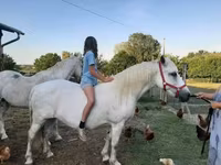 კვიცი, Hungarian horse breed — ფოტო 1
