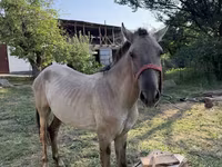 Ngựa đực, Tiger horse — ảnh 4