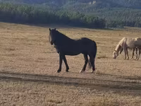 Faras, New Altai Horse — sawirka 1