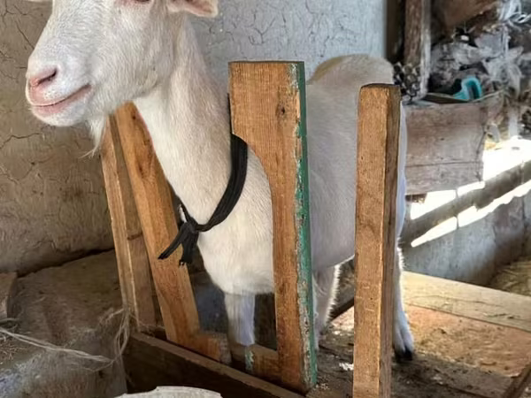 Capra, Capre