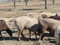 Oaie, Edilbay sheep — foto 3