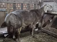 Vædder, Rhon sheep — foto 6