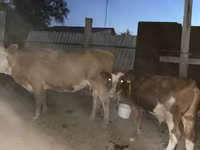 Krava, Latvian Blue cattle — fotografija 2