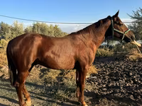 Caballo, Russian Don — foto 1