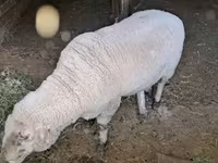 Vædder, Merino sheep — foto 2