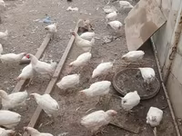 Chickens — 2 зураг