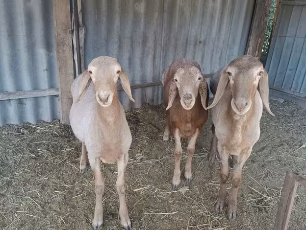 Carnero, Arashan sheep