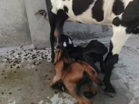بز ماده, Beetal goats — عکس 3