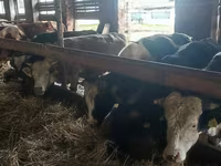 Lembu jantan, Simmental cattle — foto 2