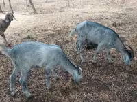 Koza, Nubian Goat — zdjęcie 5