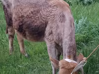 Ko, Aserbajdsjansk zebu — foto 5