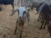 Kambing betina, Nubian Goat — foto 4
