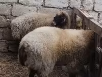 قوچ, Blackheaded Persian sheep — عکس 2