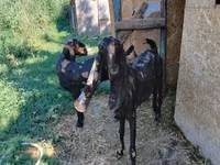 Koza, Kamori goats — foto 3