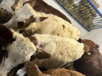 İnek, Simmental cattle — foto 2