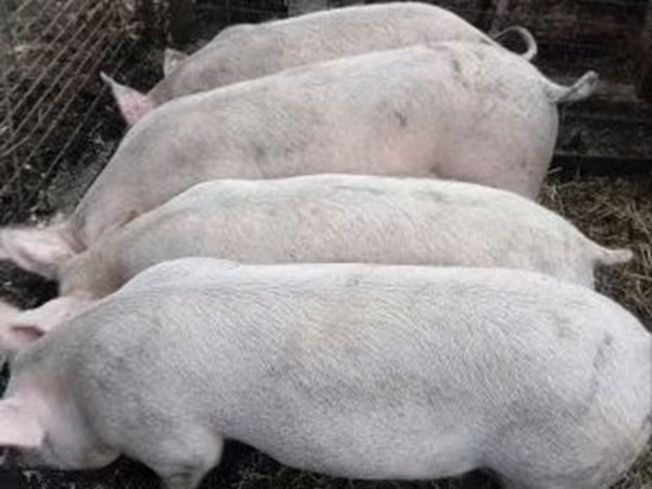 หมูป่าตัวผู้, Крупная белая