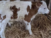 Buğa, Simmental cattle — foto 1