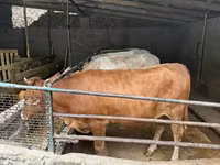 गाय, Simmental cattle — फ़ोटो 8