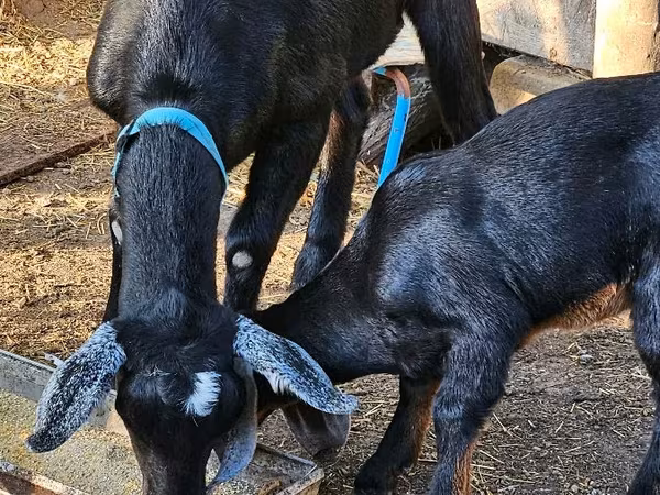 Koza, Nubian Goat