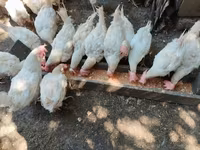 Chickens — عکس 3