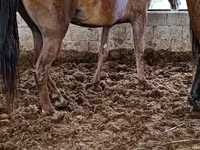 مادیان, Horse breed — عکس 4