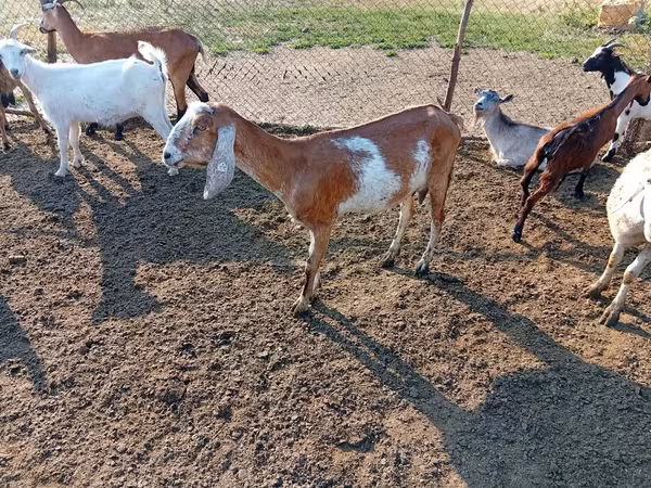 Koza, Nubian Goat — Moldavsko