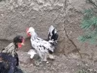Chickens — 5 зураг