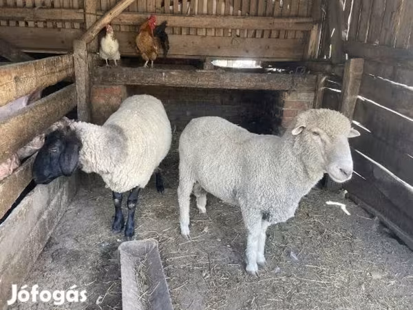 قوچ, Merino sheep