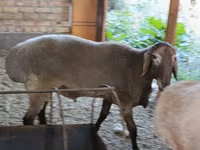 मेढ़ा, भेड़ — फ़ोटो 2