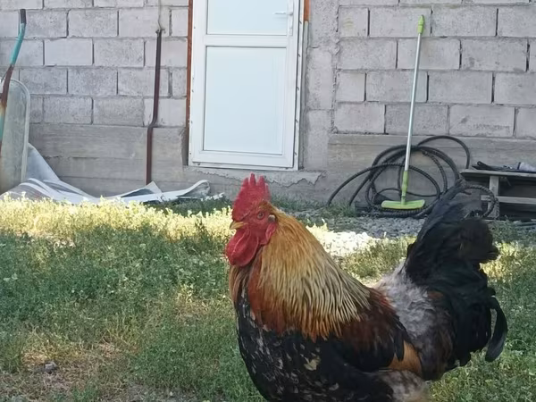Chickens — Kyrgyzstan