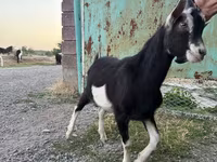 Capra, Alpine goat — foto 2