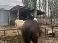 Aygır, Atlar — foto 1