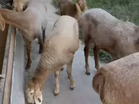 母羊, Arashan sheep — 照片 3