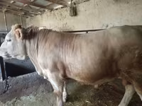 Lembu jantan, Charolais cattle — foto 1