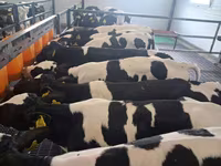 Býk, Russian Black pied cattle — foto 1