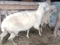 Kambing jantan, Sheep — foto 2