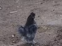 Silkie — foto 1