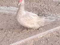 Ducks — foto 4