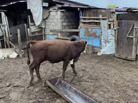 Ng'ombe dume, Hereford — picha 2