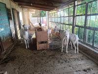 Ziege, Saanen goat — Foto 2