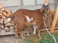 Buk, Beetal goats — foto 6