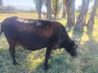 Ko, Simmental cattle — foto 4