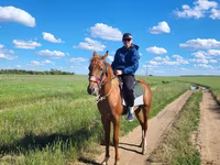اسب نر, Thoroughbred horse — عکس 3