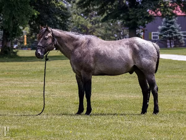Horse (M), Quarter Horse
