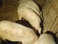 Eber, Schweine — Foto 4