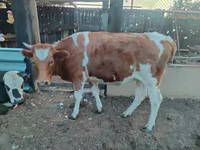 Krava, Simmental cattle — fotografija 2