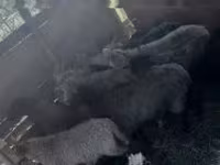 ஆண் ஆடு, Merino sheep — புகைப்படம் 2