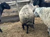 Kambing jantan, Karakul sheep — foto 2