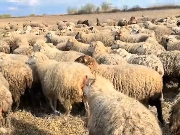 암양, 양